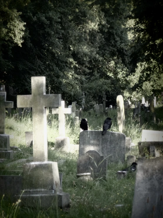 a cemetery with a black cat sitting on the grave