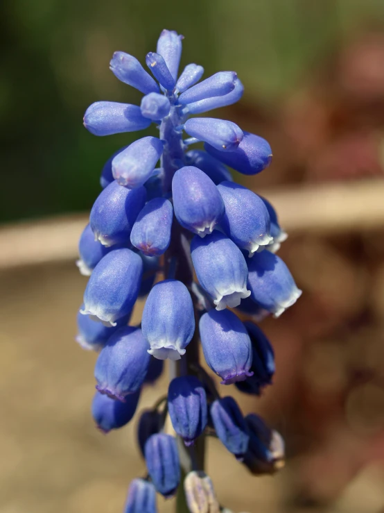 purple flowers are growing on the stem