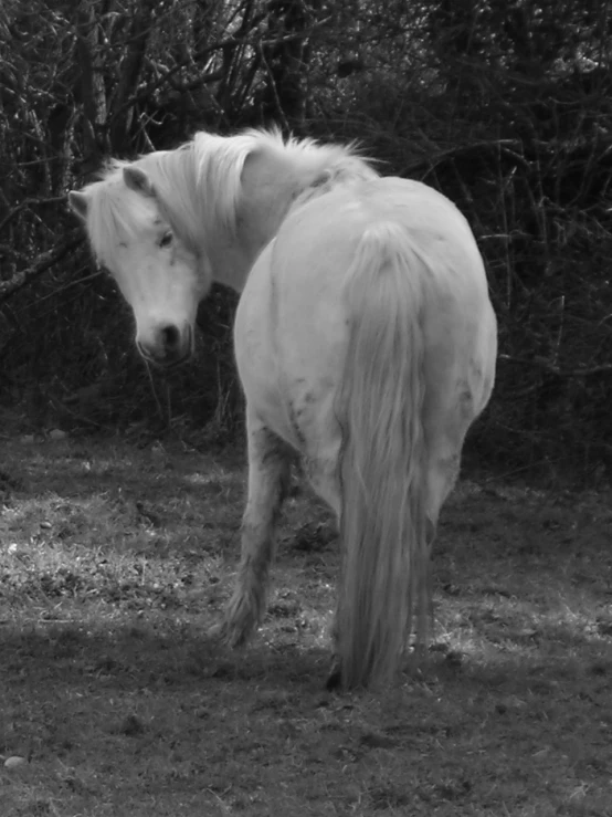 black and white po of a horse near trees