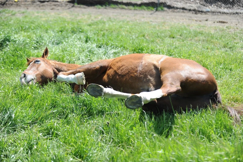 a brown horse laying down in a field of grass