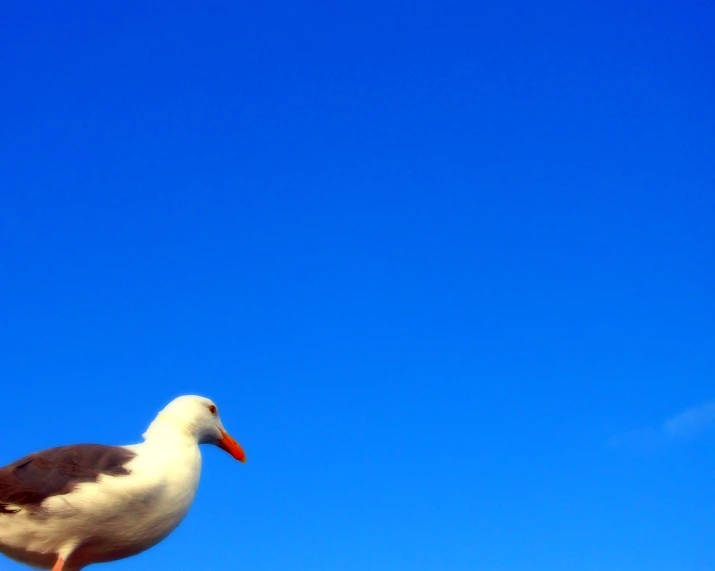 a white bird perched on top of the roof of a building