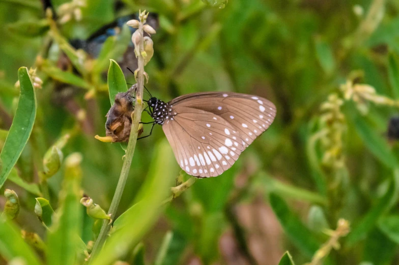 a close up of a brown erfly on a plant