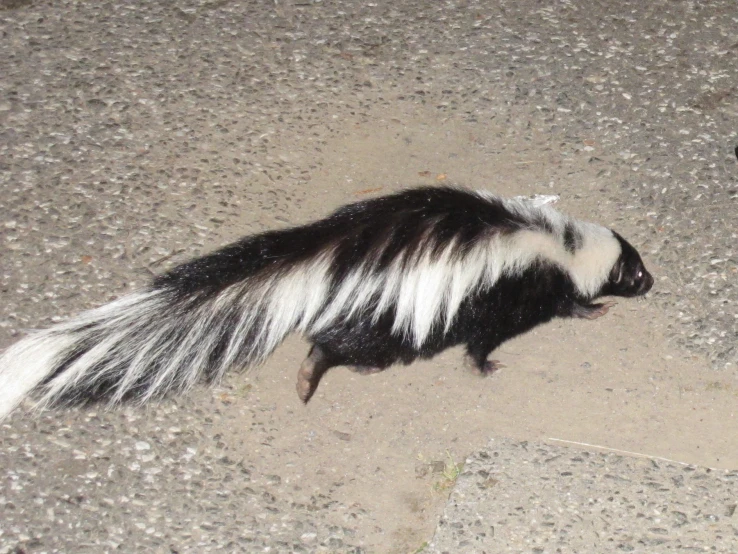 a large animal with long hair walking across a cement surface