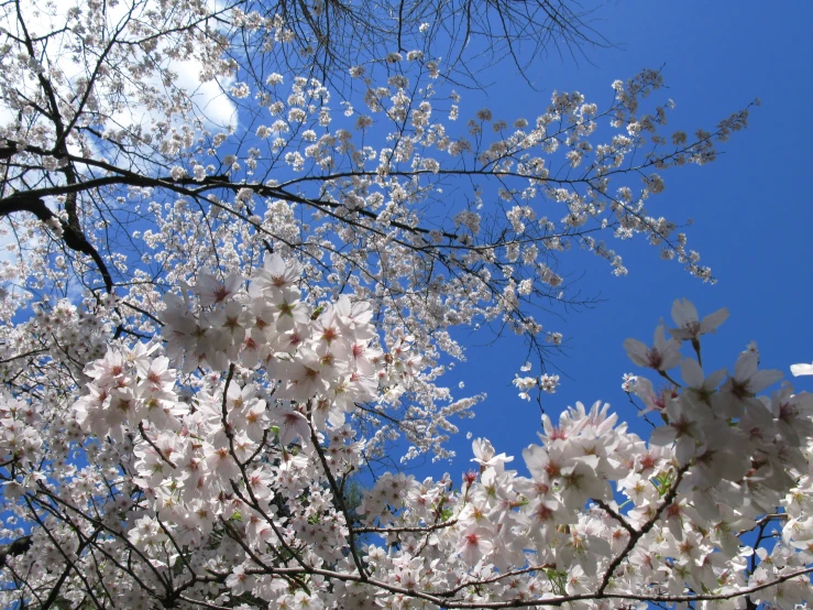 the blooming nches of the cherry tree are almost all white