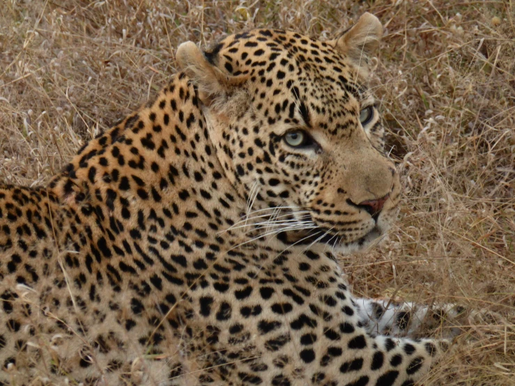 a leopard is sitting in the grass, with his paw up