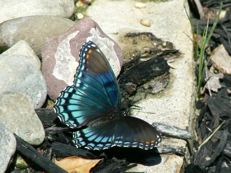 the blue erfly is resting on the rock