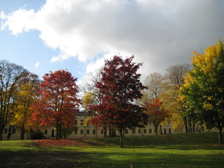 a tree with red leaves in a lush green park