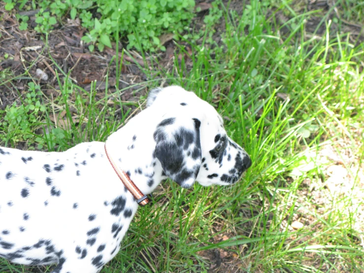 a dalmatian is looking away from the camera