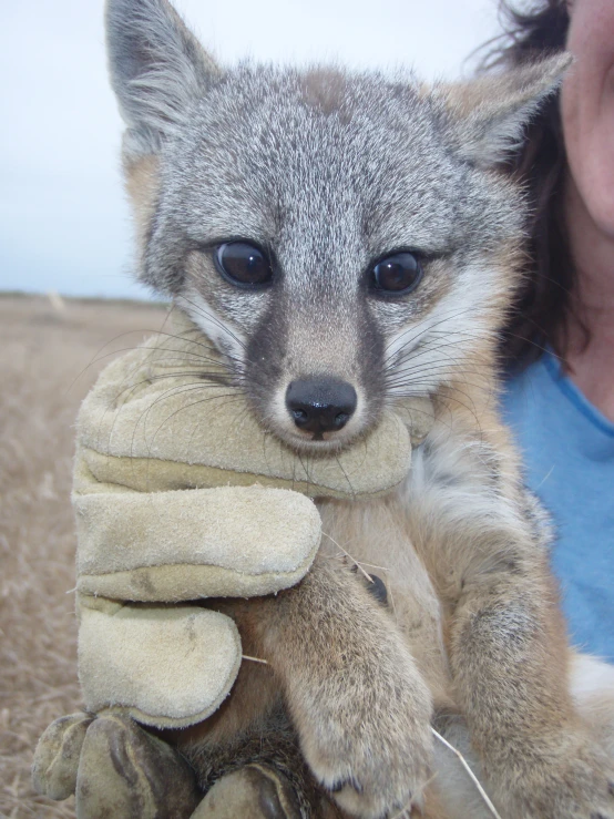 a small baby fox is holding onto a stuffed animal