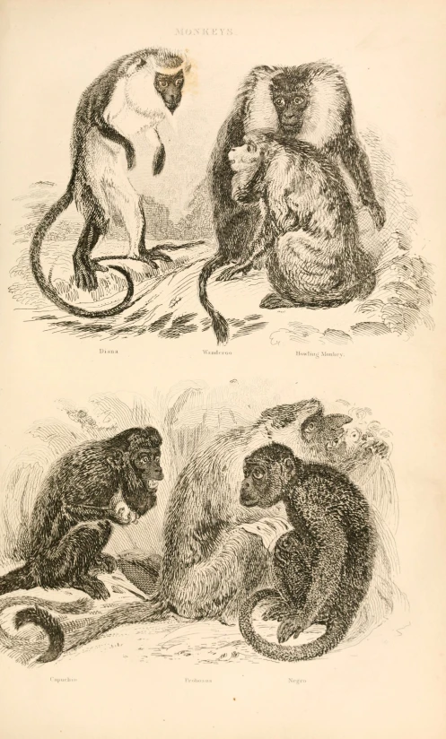 four illustrations from a book with monkeys in front of a camera