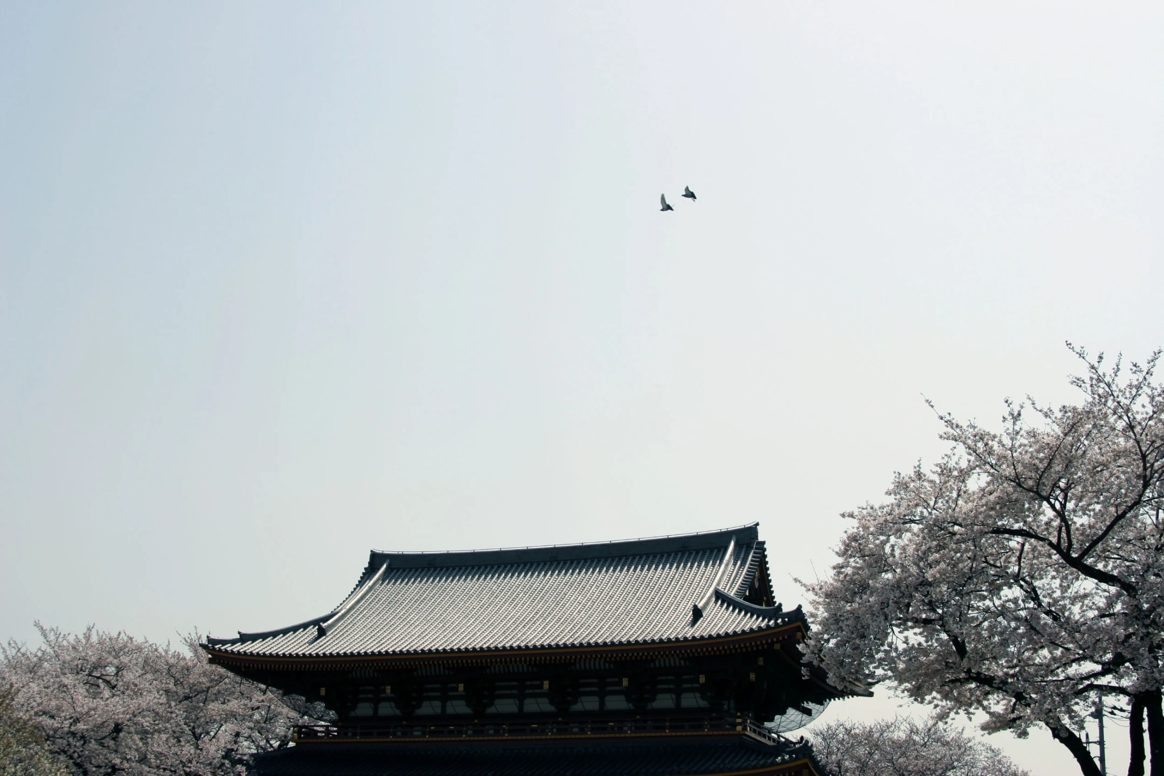 some birds flying over some pagoda with some trees