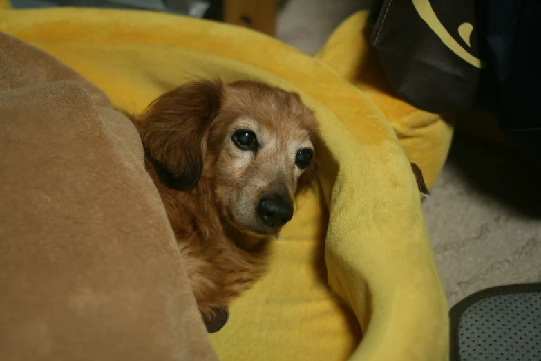 a brown dog with black eyes laying on a blanket