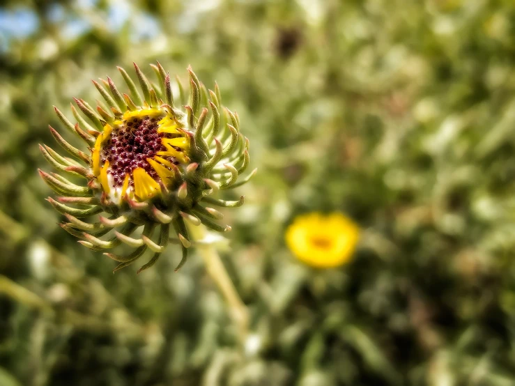 an image of a yellow flower with green leaves