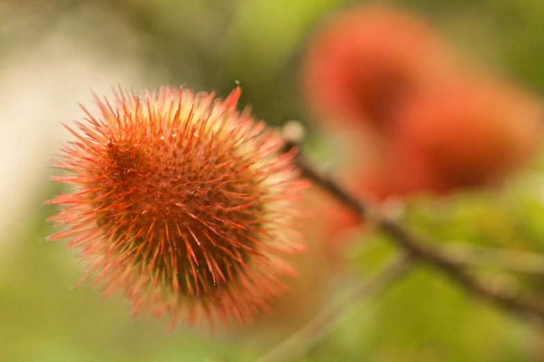 a flower that has red stems sitting in it