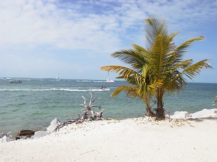 the palm tree has grown next to the water