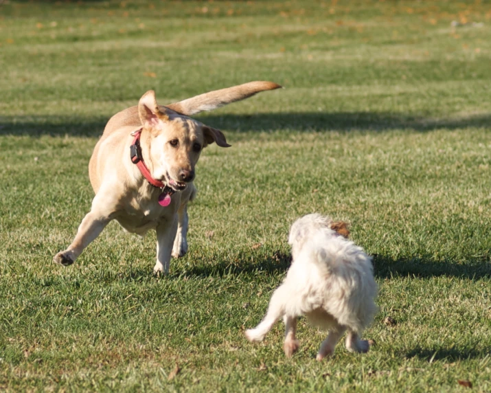 dog chasing a white puppy in the park