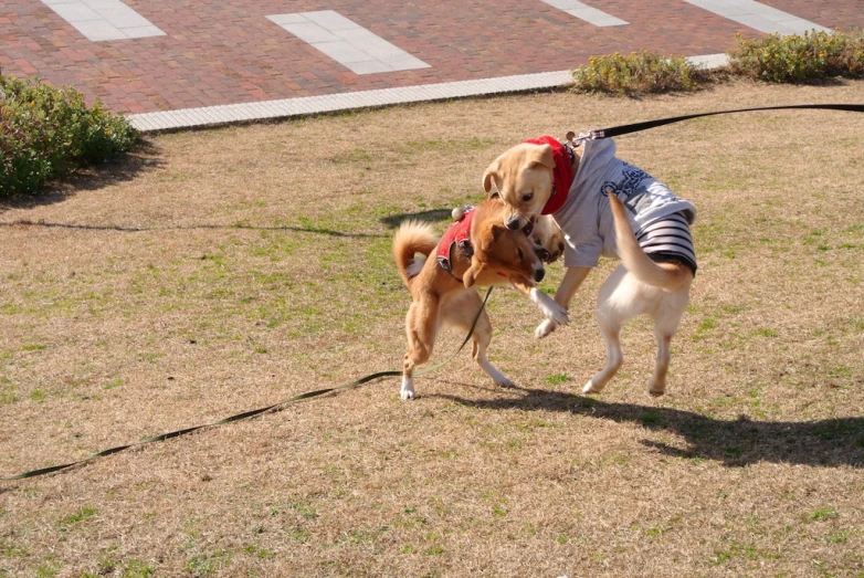 a brown dog and white dog fighting each other in the field