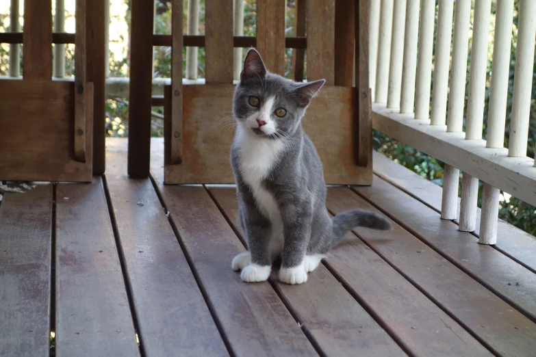 the cat is sitting on the wooden deck outside