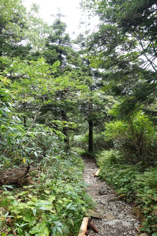 the path in the forest is overgrown with vegetation