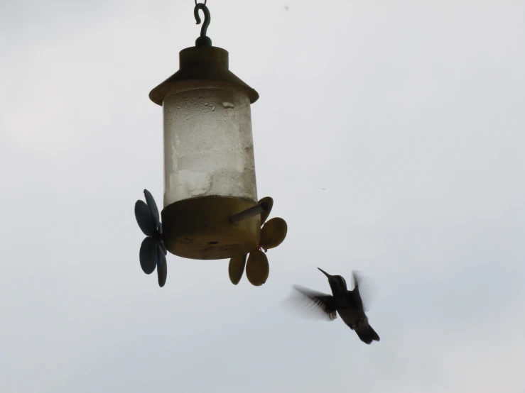 a bird flying next to a humming bird feeder