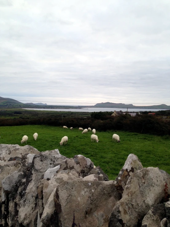 a group of sheep grazing on a lush green field