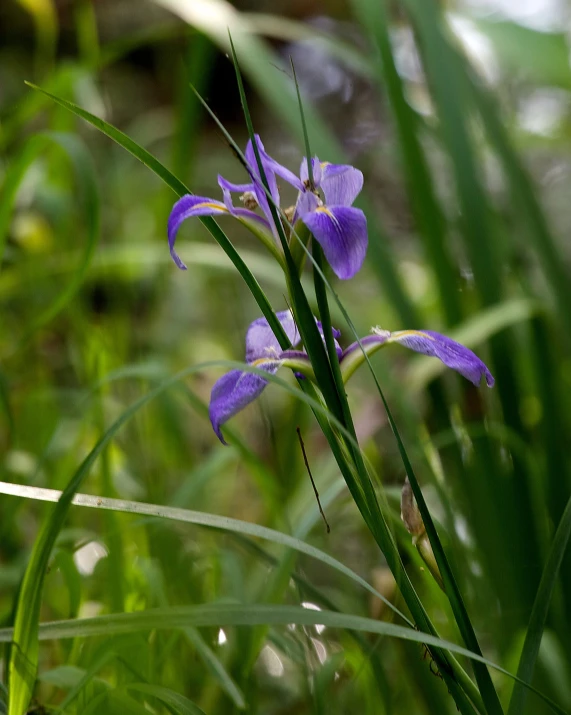 a close up of a very pretty purple flower