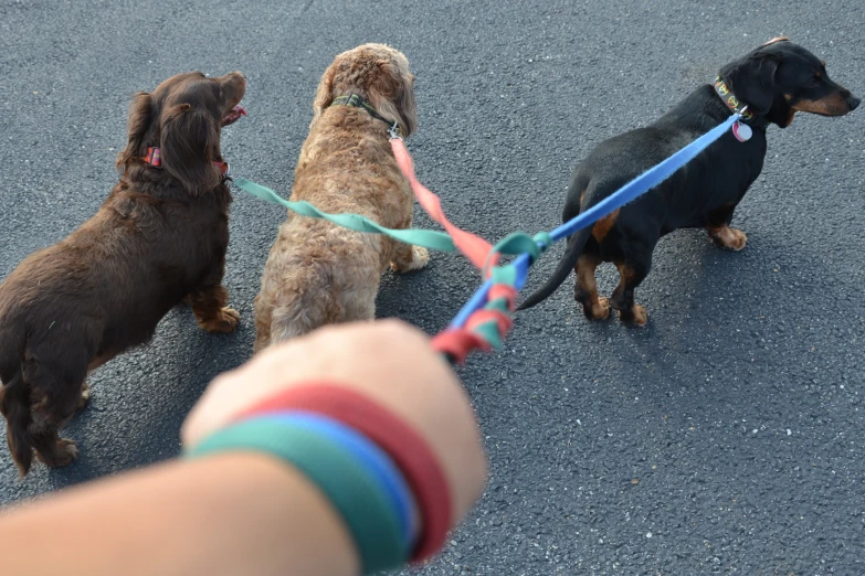 some small dogs lined up for a walk