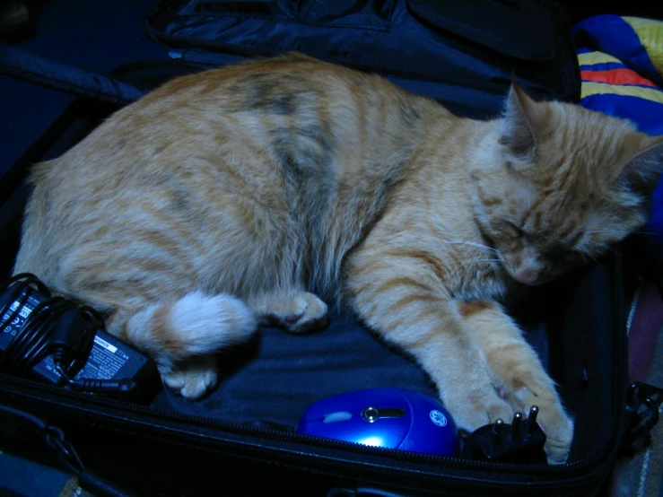 a cat is sleeping on top of an open luggage bag