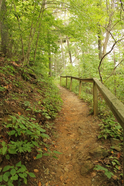 the trail in the woods is narrow and not yet covered