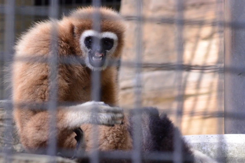 a lemur with his mouth open sits inside an cage