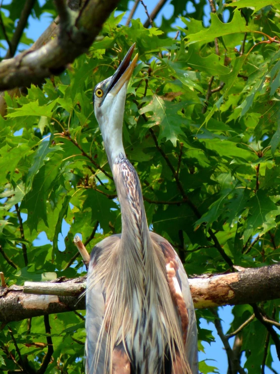 a bird is standing in a tree looking at its mouth