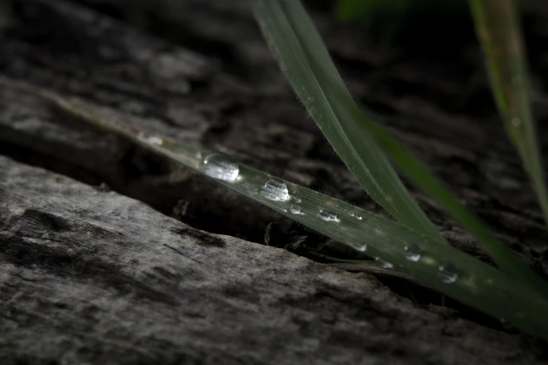 water droplets are on a green grass stem