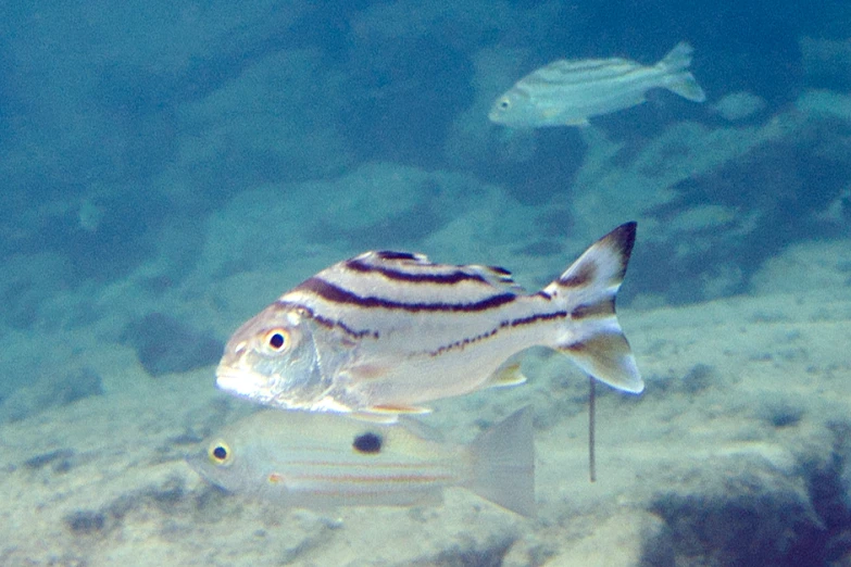 a group of fish swimming over a reef under water