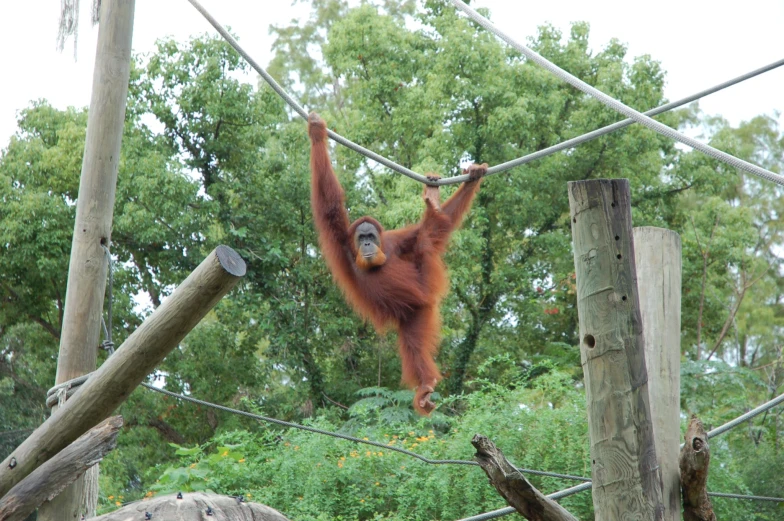 an oranguta hanging in the air over a forest