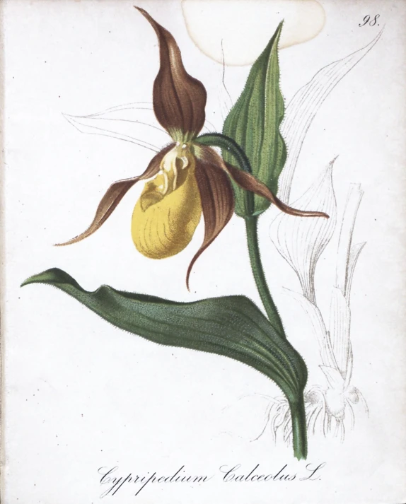 an illustration of a flower with large petals