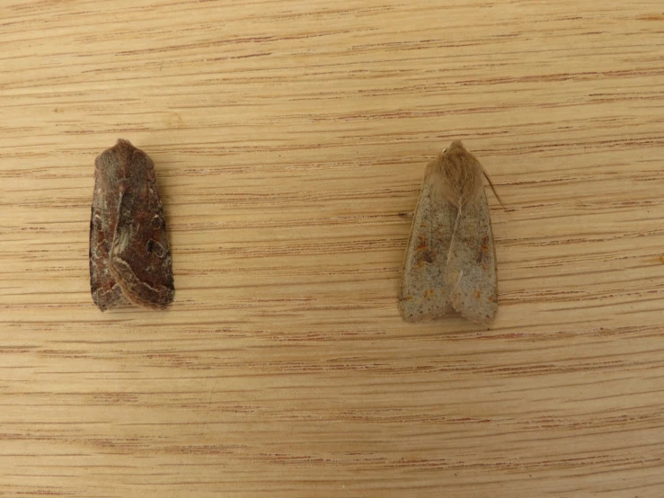 two pieces of brown animal hair sitting on top of a wooden table