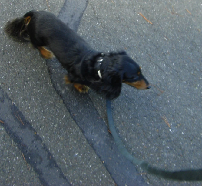 an image of a dog looking down at the ground