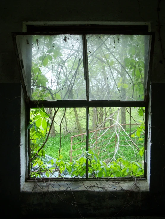 a window in a derelict building is shown through ivy