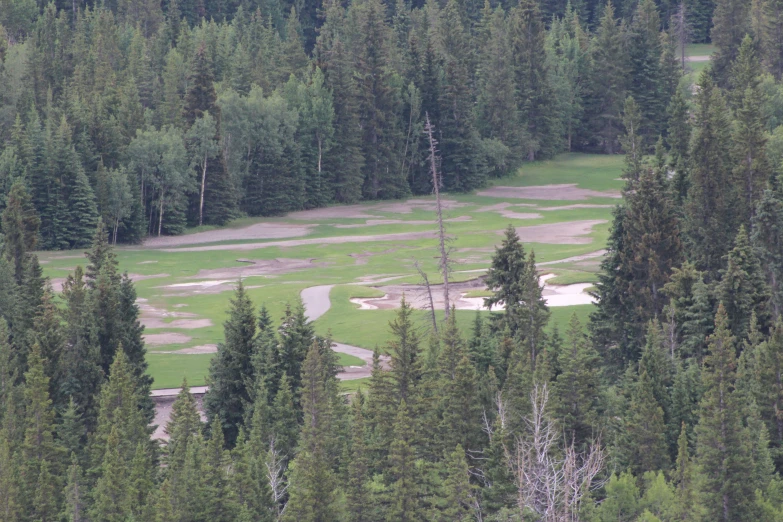 trees, grass and dirt on a green field