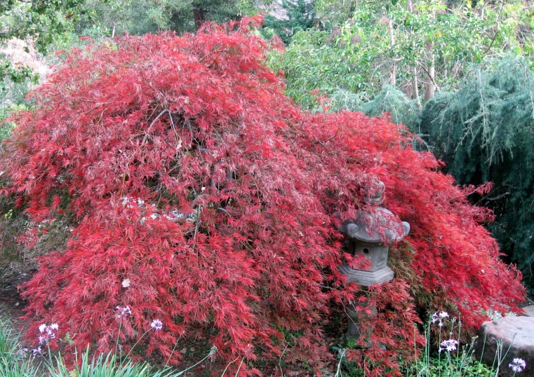 a red tree in a garden in the summer