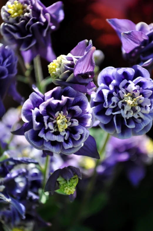 some purple flowers are in a bush together