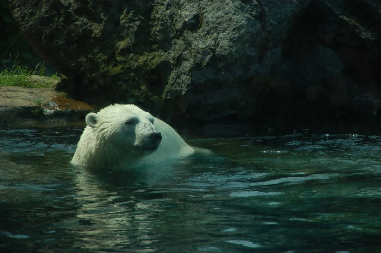 a polar bear swimming in the middle of the water