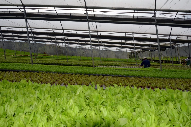 rows of green plants in an indoor hydropony