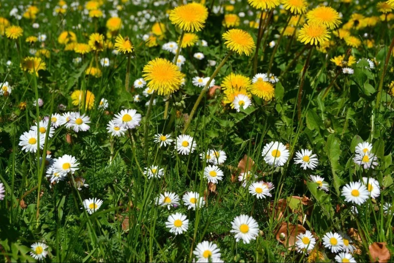 wildflowers grow in a meadow, growing in grass