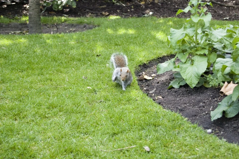 the small squirrel stands on its hind legs in the grass