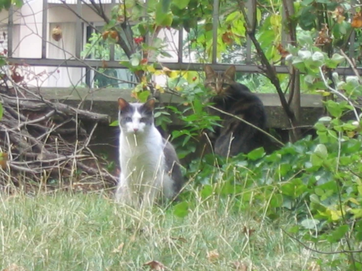 two cats near a house with some bushes