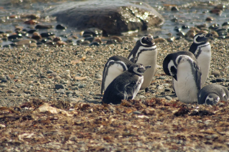 three penguins sitting on the ground together and looking around