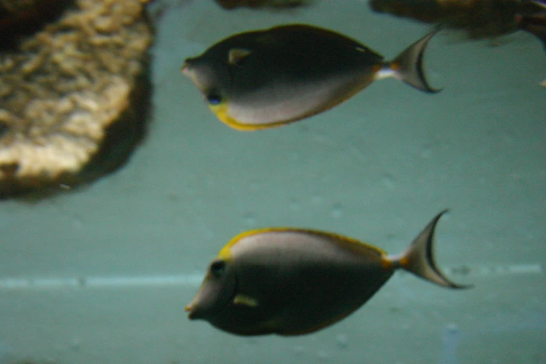 an aquarium filled with fish on a big sheet