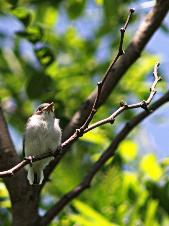 a bird sitting on the nch of a tree