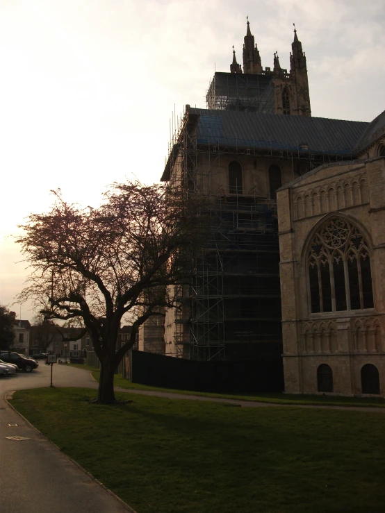 a tree stands in the front yard with scaffolding covering the front